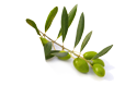 moulinderomanou.com - olives